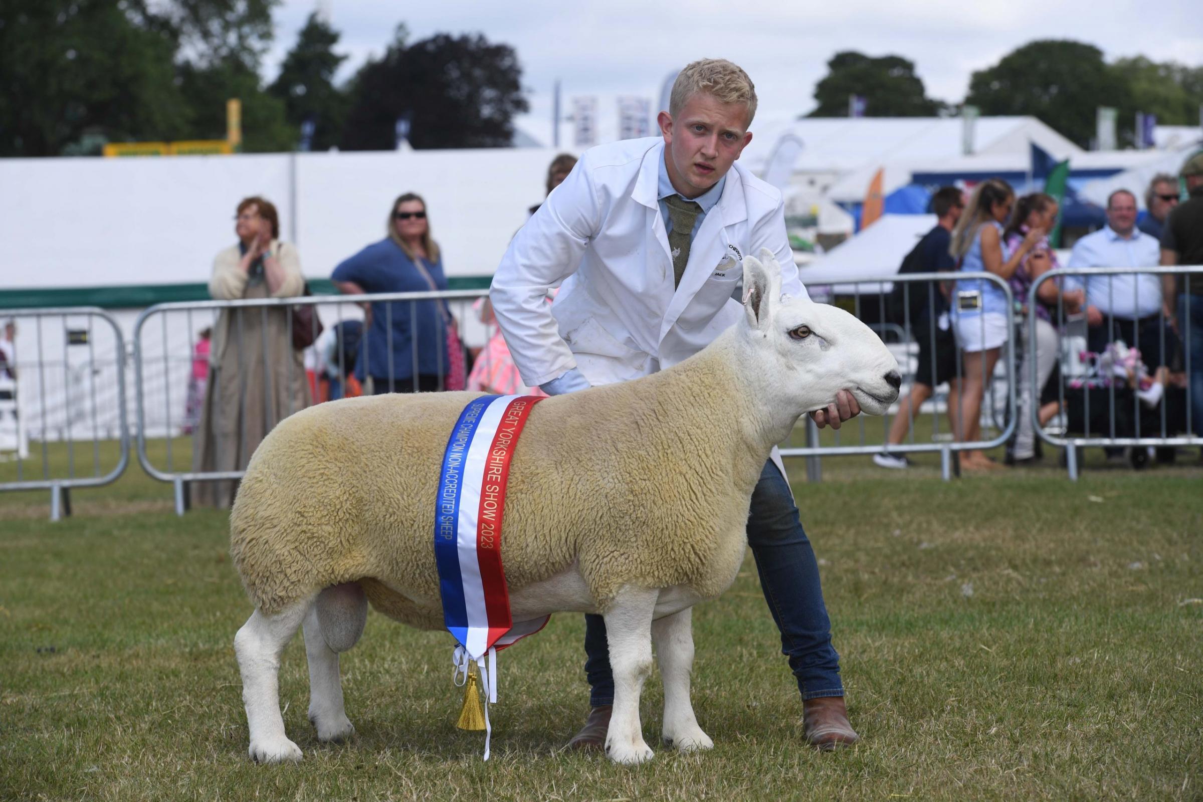 Non MV Supreme Champion. Jack Webster from Derbyshire with his Ram Shearling or Over, North Country Cheviot sheep