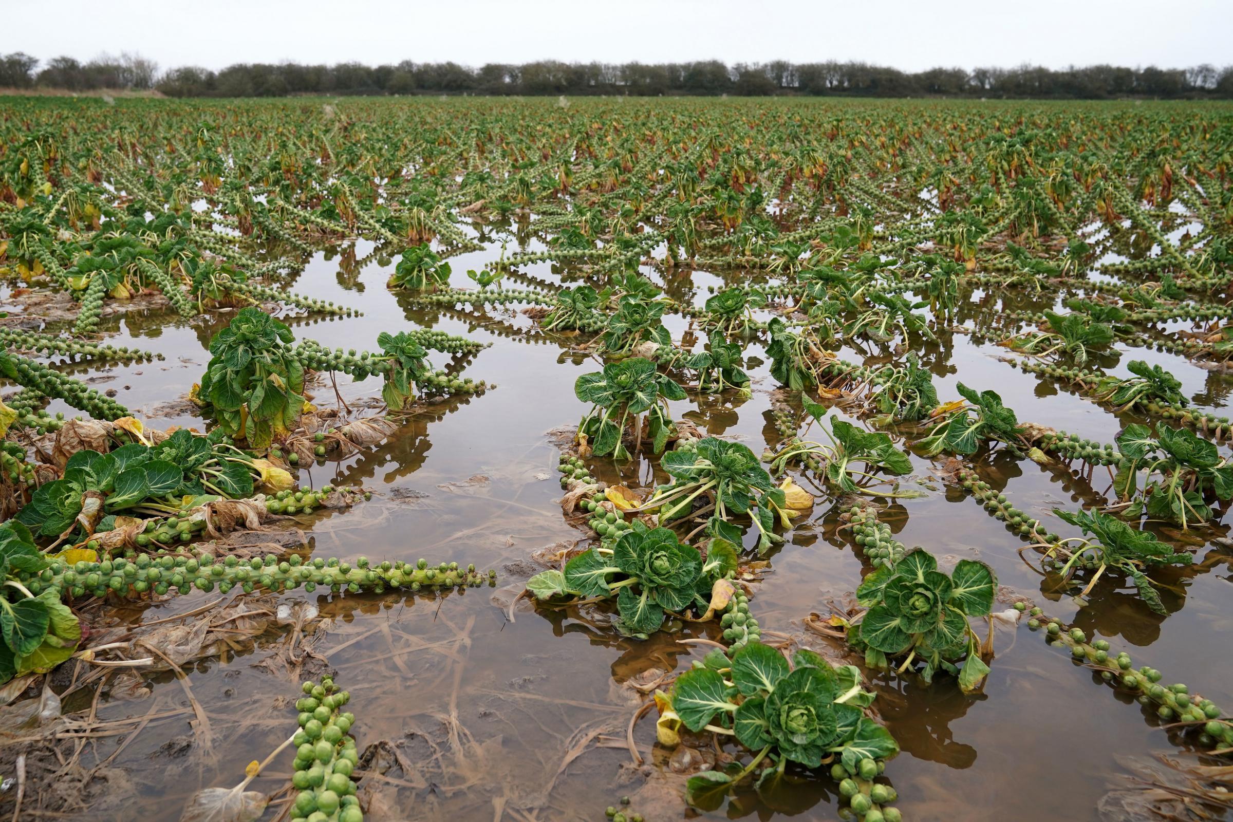 A flooded field of Brussels sprouts at TH Clements and Son Ltd near Boston, Lincolnshire