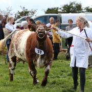 The cattle ring at Egton Show in 2019  Picture: Richard Doughty Photography