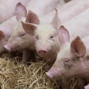 Defra secretary George Eustice announced that the backlog of pigs will be cleared by March and the sector will be in a stable position again by the summer