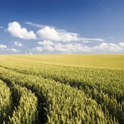 Strong interest from private and institutional investors is pushing up prices of arable land, according to analysis by Strutt & Parker