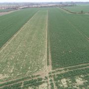 Defoliated (grazed) strip from the air