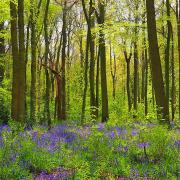 Grants are being offered to support the creation of woodland