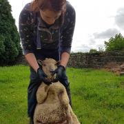 Researcher Caroline Best says that when it comes to managing lameness problems in sheep, there is less focus on trying to achieve long-term rigorous disease control