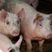 Pig prices have reached an all time high as a result of increased demand and reduced supplies in the EU and the UK