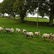 Farmers are needed to help with research into parasite control in hill and upland sheep