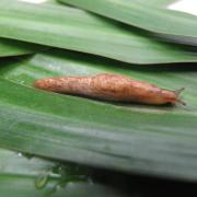 Ban on metaldehyde pellets is causing concern for slug control