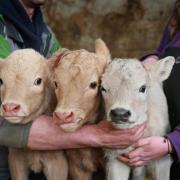 The triplets at Robin Shield's Oxclose Farm 
Picture: SARAH CALDECOTT