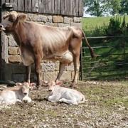 One of the Inglehurst Brown Swiss cows with her newborn twins