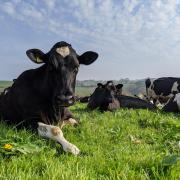 Organic dairy cattle