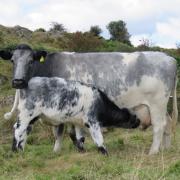This is the centenary year of the Albion Cattle Society