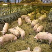 Carbon dioxide shortage adding to ‘tsunami of problems’ facing pig industry