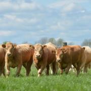 No need to reduce cattle herds to meet Cop26 target, NFU says