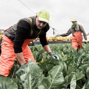 The farming industry is suffering labour shortages