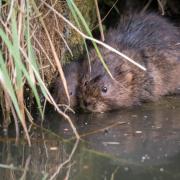 VITAL: Work beginning to bring back water voles to Cumbrian rivers