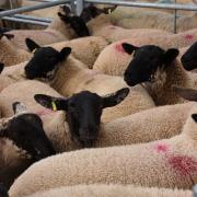 The New Zealand trade deal will affect sheep farmers in particular
