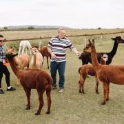 ALPACAS: Families are invited to interact with the alpacas