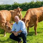 Steven Wilson with his Limousin cattle