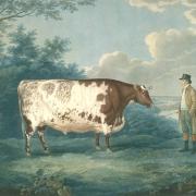 The Durham Ox, with showman John Day, was a travelling freak show because of its size 200 years ago