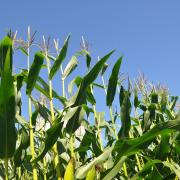 : Conserving good maize silage could be key for helping to head off winter forage shortfalls