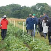 More than 300 varieties of potato are being trialled at Nafferton