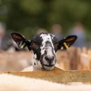 Scenes from the 2022 North Yorkshire County Show at Otterington, near Northallerton Picture: STEVEN CURTIS