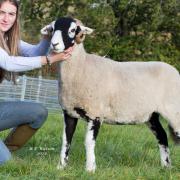 Hetty Hutchinson with the supreme champion Swaledale sheep at Langdon Beck Show