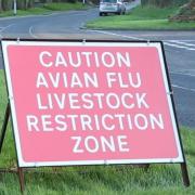 Poultry farmers await judge’s ruling on bird flu compensation fight