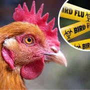Outbreaks of bird flu confirmed across Tynedale and Northumberland