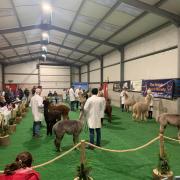 'We can't wait to be back' Alpaca show organisers 'pleased' with second show success