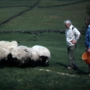 Scenes like this were and still are common across Cumbria.