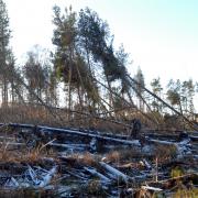 Partially cleared plantations in Northumberland following the devastation of Storm Arwen