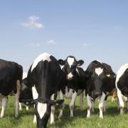 The announcements are bad news for milk producers