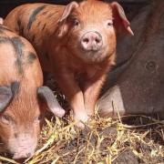 Oxford Sandy and Black Pigs are a rare native breed