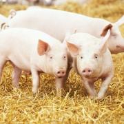 UK pig producers have seen the second biggest price decline of 2023