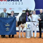 Grand champion was the supreme Holstein, Evening Sidekick Jennifer, a second calver from Evening Holsteins