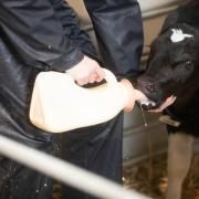Giving a dairy calf colostrum