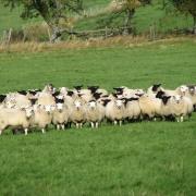 For mobs of an even weight and size, a minimum of 36 lambs should be weighed in one session, with the three lightest and the three heaviest removed from the group