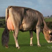 Winning four year old Kedar Aurora - the Brown Swiss Cattle Society of the UK held its Production Awards recently