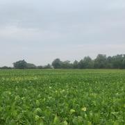 An independent sugar beet trial has shown that using Sirius, a silicon biostimulant, can help reduce virus transmission
