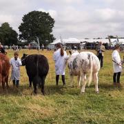 Judging of the young handlers section at the 2022 North Yorkshire County Agricultural Show