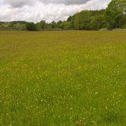 A meadow at Low Way farm in the North Pennines