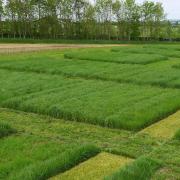 CERC grass mixture trials site HAU