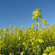 Treatments have been used on oilseed rape crops