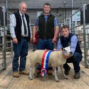 Champion Beltex gimmer from the Askwiths sold for 500gns