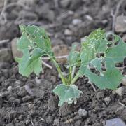Damage from cabbage stem flea beetle on oilseed rape