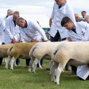 Beltex class at this year's Great Yorkshire Show