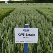 KWS Extase continues to be extremely popular in its category
