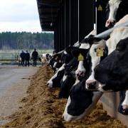 Feed costs have remained high for dairy farmers