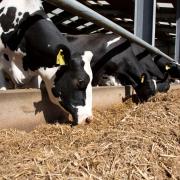 Holstein dairy cows eating silage